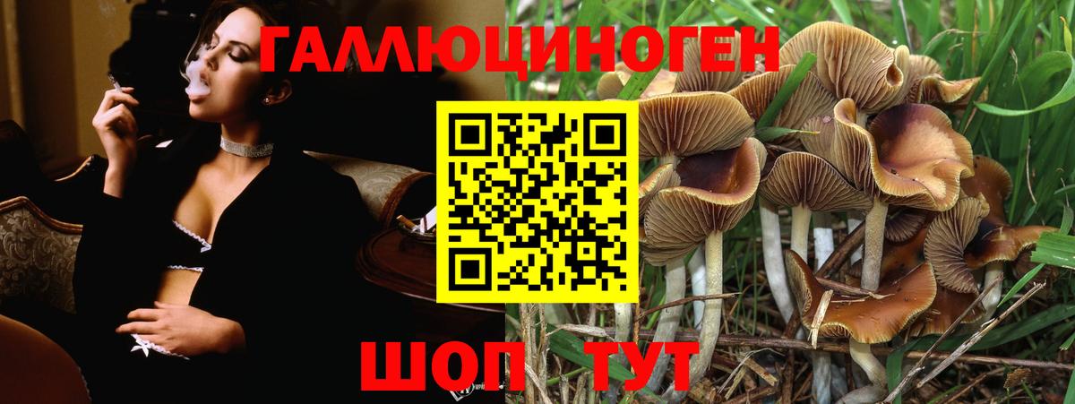 Калач-на-Дону  Галлюциногенные грибы Psilocybe  Вход с VPN 